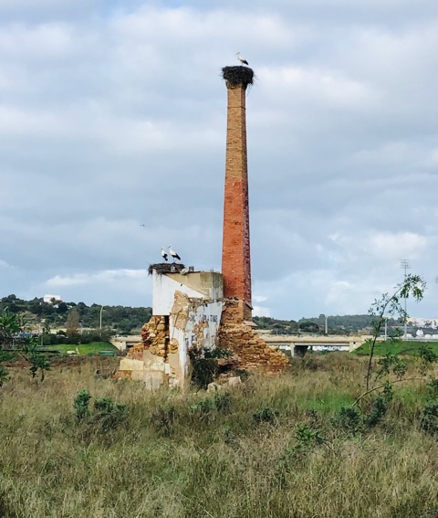 Surrounded by Iberian Storks